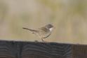 J01_4610 Sardinian Warbler female.JPG